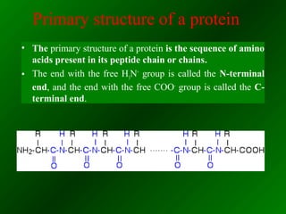 Primary structure of а protein
• The primary structure of а protein is the sequence of amino
acids present in its peptide chain or chains.
• The end with the free H3
N+
group is called the N-terminal
end, and the end with the free СОО-
group is called the С-
terminal end.
 