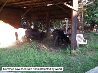 Rammed cow shed with ends protected by wood
 