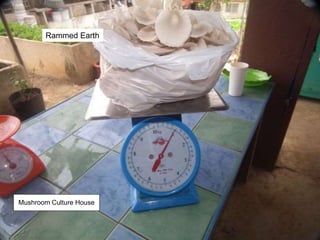 Rammed Earth
Mushroom Culture House
 