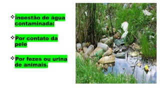ingestão de água
contaminada:
Por contato da
pele
Por fezes ou urina
de animais.
 