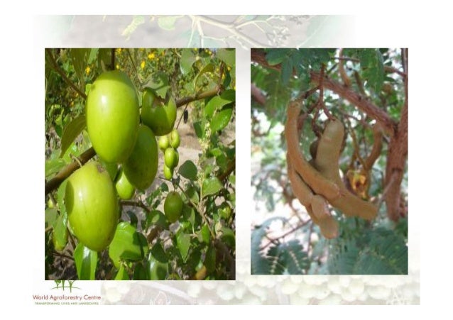 constituents of kuwing oil from irvingia gabonensis Example of those of irvingia gabonensis and irvingia wombulu keywords: congo basin, fatty acid, irvingia smithii, nutrients, oil content,. constituents of kuwing oil from irvingia gabonensis Example of those of irvingia gabonensis and irvingia wombulu keywords: congo basin, fatty acid, irvingia smithii, nutrients, oil content,.