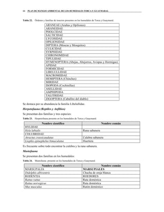 PLAN DE MANEJO AMBIENTAL DE LOS HUMEDALES TORCA Y GUAYMARAL88
Tabla 22. Órdenes y familias de insectos presentes en los humedales de Torca y Guaymaral.
ARANEAE (Arañas y Opiliones)
ARANEIDAE
PHOLCIDAE
SALTICIDAE
LYCOSIDAE
OPILIONIDAE
DIPTERA (Moscas y Mosquitos)
CULICIDAE
SYRPHIDAE
CHIRONOMIDAE
TIPULIDAE
HYMENOPTERA (Abejas, Abejorros, Avispas y Hormigas)
APIDAE
FORMICIDAE
LIBELULLIDAE
MACROMIIDAE
HEMIPTERA (Chinches)
MIRIDAE
ISOPODA (Cochinillas)
ASELLIDAE
AMPHIPODA
TALITRIDAE
ZIGOPTERA (Caballito del diablo)
Se destaca por su abundancia la familia Libelullidae.
Herpetofauna (Reptiles y Anfibios)
Se presentan dos familias y tres especies:
Tabla 23. Herpetofauna presente en los humedales de Torca y Guaymaral.
Nombre científico Nombre común
HYLIDAE
Hyla labialis Rana sabanera
COLUBRIDAE
Atractus crassicaudatus Culebra sabanera
Liophis epinephelus bimaculatus Huertera
Es frecuente sobre todo encontrar la culebra y la rana sabanera.
Mastofauna
Se presentan dos familias en los humedales:
Tabla 24. Mastofauna presente en los humedales de Torca y Guaymaral.
Nombre científico Nombre común
MARSUPALIA MARSUPIALES
Didelphis albiventris Chucha de oreja blanca
RODENTIA ROEDORES
Rattus rattus Rata doméstica
Rattus norvegicus Rata doméstica
Mus musculus Ratón doméstico
 