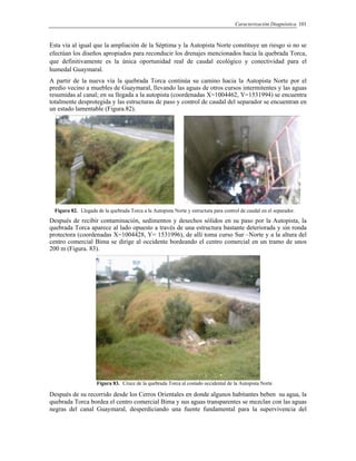 Caracterización Diagnóstica 101
Esta vía al igual que la ampliación de la Séptima y la Autopista Norte constituye un riesgo si no se
efectúan los diseños apropiados para reconducir los drenajes mencionados hacia la quebrada Torca,
que definitivamente es la única oportunidad real de caudal ecológico y conectividad para el
humedal Guaymaral.
A partir de la nueva vía la quebrada Torca continúa su camino hacia la Autopista Norte por el
predio vecino a muebles de Guaymaral, llevando las aguas de otros cursos intermitentes y las aguas
resumidas al canal; en su llegada a la autopista (coordenadas X=1004462, Y=1531994) se encuentra
totalmente desprotegida y las estructuras de paso y control de caudal del separador se encuentran en
un estado lamentable (Figura.82).
Figura 82. Llegada de la quebrada Torca a la Autopista Norte y estructura para control de caudal en el separador.
Después de recibir contaminación, sedimentos y desechos sólidos en su paso por la Autopista, la
quebrada Torca aparece al lado opuesto a través de una estructura bastante deteriorada y sin ronda
protectora (coordenadas X=1004428, Y= 1531996), de allí toma curso Sur –Norte y a la altura del
centro comercial Bima se dirige al occidente bordeando el centro comercial en un tramo de unos
200 m (Figura. 83).
Figura 83. Cruce de la quebrada Torca al costado occidental de la Autopista Norte
Después de su recorrido desde los Cerros Orientales en donde algunos habitantes beben su agua, la
quebrada Torca bordea el centro comercial Bima y sus aguas transparentes se mezclan con las aguas
negras del canal Guaymaral, desperdiciando una fuente fundamental para la supervivencia del
 