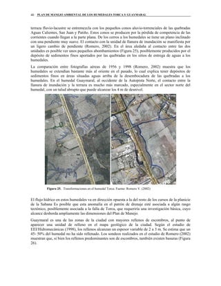 PLAN DE MANEJO AMBIENTAL DE LOS HUMEDALES TORCA Y GUAYMARAL40
terraza fluvio-lacustre se entremezcla con los pequeños conos aluvio-torrenciales de las quebradas
Aguas Calientes, San Juan y Patiño. Estos conos se producen por la pérdida de competencia de las
corrientes cuando llegan a la parte plana. De los cerros a los humedales se tiene un plano inclinado
con una pendiente muy suave. El contacto con la unidad de llanura de inundación se manifiesta por
un ligero cambio de pendiente (Romero, 2002). En el área aledaña al contacto entre las dos
unidades es posible ver unos pequeños abombamientos (Figura 25), posiblemente producidos por el
depósito de sedimentos finos aportados por las quebradas en los sitios de entrega de aguas a los
humedales.
La comparación entre fotografías aéreas de 1956 y 1998 (Romero, 2002) muestra que los
humedales se extendían bastante más al oriente en el pasado, lo cual explica tener depósitos de
sedimentos finos en áreas situadas aguas arriba de la desembocadura de las quebradas a los
humedales. En el humedal Guaymaral, al occidente de la Autopista Norte, el contacto entre la
llanura de inundación y la terraza es mucho más marcado, especialmente en el sector norte del
humedal, con un talud abrupto que puede alcanzar los 4 m de desnivel.
Figura 25. Transformaciones en el humedal Torca. Fuente: Romero V. (2002)
El flujo hídrico en estos humedales va en dirección opuesta a la del resto de los cursos de la planicie
de la Sabana Es posible que esta anomalía en el patrón de drenaje esté asociada a algún rasgo
tectónico, posiblemente asociada a la falla de Torca, que requeriría una investigación básica, cuyo
alcance desborda ampliamente las dimensiones del Plan de Manejo.
Guaymaral es una de las zonas de la ciudad con mayores rellenos de escombros, al punto de
aparecer una unidad de relleno en el mapa geológico de la ciudad. Según el estudio de
EEI/Hidromecánicas (1998), los rellenos alcanzan un espesor variable de 2 a 3 m. Se estima que un
45- 50% del humedal no ha sido rellenado. Los sondeos realizados en el estudio de Romero (2002)
muestran que, si bien los rellenos predominantes son de escombros, también existen basuras (Figura
26).
 