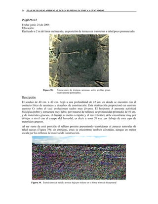 PLAN DE MANEJO AMBIENTAL DE LOS HUMEDALES TORCA Y GUAYMARAL56
Perfil PS G1
Fecha: junio 24 de 2006
Ubicación:
Realizado a 2 m del área encharcada, en posición de terraza en transición a talud poco pronunciado.
Figura 38. Alteraciones de texturas arenosas sobre arcillas grises
relativamente permeables
Descripción
El sondeo de 40 cm. x 40 cm. llegó a una profundidad de 42 cm. en donde se encontró con el
contacto lítico de areniscas y desechos de construcción. Esta obstrucción proporcionó un sustrato
arenoso Cr sobre el cual evolucionan suelos muy jóvenes. El horizonte A presenta actividad
biológica pobre y estructura muy débil; por tratarse de rellenos de profundidad promedio de 50 cm.
y de materiales gruesos, el drenaje es medio a rápido y el nivel freático debe encontrarse muy por
debajo, a nivel con el cuerpo del humedal, es decir a unos 20 cm. por debajo de esta capa de
materiales gruesos.
Al sur oeste de está posición el relleno persiste presentando transiciones al parecer naturales de
talud suaves (Figura 39); sin embargo, estas se encuentran también afectadas, aunque en menor
escala por los rellenos de material de construcción.
Figura 39. Transiciones de talud a terraza baja por relleno en el borde norte de Guaymaral
 