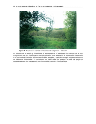 PLAN DE MANEJO AMBIENTAL DE LOS HUMEDALES TORCA Y GUAYMARAL60
Figura 45. Pequeño dique separando canal contaminado con gallinaza y el humedal
La distribución de suelos y alteraciones se presentarán en el documento de zonificación de este
componente, con una fotointerpretación que señala las áreas prioritarias de intervención, mostrando
a su vez la ubicación de los muestreos realizados, sumados a los elaborados por hidromecánicas con
su respectiva información. El documento de zonificación de paisajes incluirá los proyectos
propuestos desde este componente para restauración y reconexión de paisajes.
 