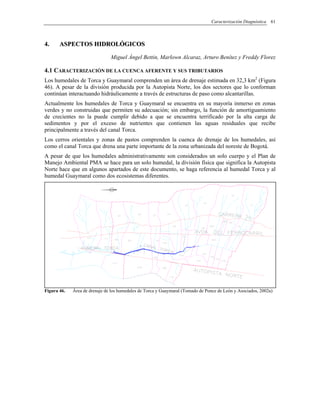 Caracterización Diagnóstica 61
44.. AASSPPEECCTTOOSS HHIIDDRROOLLÓÓGGIICCOOSS
Miguel Ángel Bettin, Marlown Alcaraz, Arturo Benítez y Freddy Florez
4.1 CARACTERIZACIÓN DE LA CUENCA AFERENTE Y SUS TRIBUTARIOS
Los humedales de Torca y Guaymaral comprenden un área de drenaje estimada en 32,3 km2
(Figura
46). A pesar de la división producida por la Autopista Norte, los dos sectores que lo conforman
continúan interactuando hidráulicamente a través de estructuras de paso como alcantarillas.
Actualmente los humedales de Torca y Guaymaral se encuentra en su mayoría inmerso en zonas
verdes y no construidas que permiten su adecuación; sin embargo, la función de amortiguamiento
de crecientes no la puede cumplir debido a que se encuentra terrificado por la alta carga de
sedimentos y por el exceso de nutrientes que contienen las aguas residuales que recibe
principalmente a través del canal Torca.
Los cerros orientales y zonas de pastos comprenden la cuenca de drenaje de los humedales, así
como el canal Torca que drena una parte importante de la zona urbanizada del noreste de Bogotá.
A pesar de que los humedales administrativamente son considerados un solo cuerpo y el Plan de
Manejo Ambiental PMA se hace para un solo humedal, la división física que significa la Autopista
Norte hace que en algunos apartados de este documento, se haga referencia al humedal Torca y al
humedal Guaymaral como dos ecosistemas diferentes.
Figura 46. Área de drenaje de los humedales de Torca y Guaymaral (Tomado de Ponce de León y Asociados, 2002a)
 