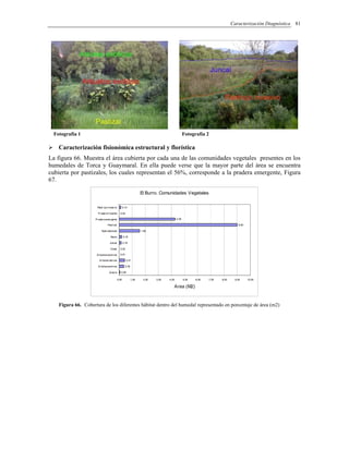 Caracterización Diagnóstica 81
Fotografía 1 Fotografía 2
Caracterización fisionómica estructural y florística
La figura 66. Muestra el área cubierta por cada una de las comunidades vegetales presentes en los
humedales de Torca y Guaymaral. En ella puede verse que la mayor parte del área se encuentra
cubierta por pastizales, los cuales representan el 56%, corresponde a la pradera emergente, Figura
67.
El Burro. Comunidades Vegetales
0,08
0,35
0,41
0,01
0,02
0,18
0,18
1,58
9,00
4,26
0,04
0,14
0,00 1,00 2,00 3,00 4,00 5,00 6,00 7,00 8,00 9,00 10,00
Acacia
Ar boles exoticos
Ar boles nativos
Ar bustos exoticos
Eneal
Juncal
Sauco
Suelodesnudo
Pastizal
Pr ader aemer gente
Pr ader af lotante
Rastr ojoinvasivo
Area (M2)
Figura 66. Cobertura de los diferentes hábitat dentro del humedal representado en porcentaje de área (m2)
 