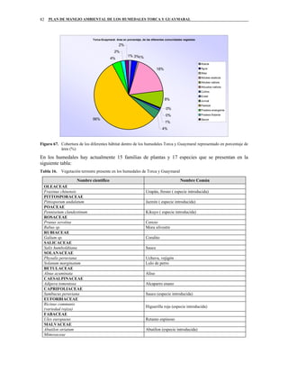 PLAN DE MANEJO AMBIENTAL DE LOS HUMEDALES TORCA Y GUAYMARAL82
Torca-Guaymaral. Area en porcentaje, de las diferentes comunidades vegetales
1% 3%1%
18%
8%
0%
0%
1%
4%
56%
4%
2%
2%
Acacia
Agua
Aliso
Arboles exoticos
Arboles nativos
Arbustos nativos
Cultivo
Eneal
Juncal
Pastizal
Pradera emergente
Pradera flotante
Sauce
Figura 67. Cobertura de los diferentes hábitat dentro de los humedales Torca y Guaymaral representado en porcentaje de
área (%)
En los humedales hay actualmente 15 familias de plantas y 17 especies que se presentan en la
siguiente tabla:
Tabla 16. Vegetación terrestre presente en los humedales de Torca y Guaymaral
Nombre científico Nombre Común
OLEACEAE
Fraxinus chinensis Urapán, fresno ( especie introducida)
PITTOSPORACEAE
Pittosporum undulatum Jazmín ( especie introducida)
POACEAE
Pennisetum clandestinum Kikuyo ( especie introducida)
ROSACEAE
Prunus serotina Cerezo
Rubus sp. Mora silvestre
RUBIACEAE
Galium sp. Coralito
SALICACEAE
Salix humboldtiana Sauce
SOLANACEAE
Physalis peruviana Uchuva, vejigón
Solanum marginatum Lulo de perro
BETULACEAE
Alnus acuminata Aliso
CAESALPINACEAE
Adipera tomentosa Alcaparro enano
CAPRIFOLIACEAE
Sambucus peruviana Sauco (especie introducida)
EUFORBIACEAE
Ricinus communis
(variedad rojiza)
Higuerilla roja (especie introducida)
FABACEAE
Ulex europaeus Retamo espinoso
MALVACEAE
Abutilon striatum Abutilon (especie introducida)
Mimosaceae
 