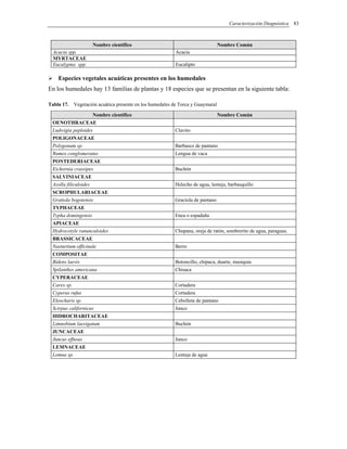 Caracterización Diagnóstica 83
Nombre científico Nombre Común
Acacia spp. Acacia
MYRTACEAE
Eucalyptus spp. Eucalipto
Especies vegetales acuáticas presentes en los humedales
En los humedales hay 13 familias de plantas y 18 especies que se presentan en la siguiente tabla:
Tabla 17. Vegetación acuática presente en los humedales de Torca y Guaymaral
Nombre científico Nombre Común
OENOTHRACEAE
Ludwigia peploides Clavito
POLIGONACEAE
Polygonum sp. Barbasco de pantano
Rumex conglomeratus Lengua de vaca
PONTEDERIACEAE
Eichornia crassipes Buchón
SALVINIACEAE
Azolla filiculoides Helecho de agua, lenteja, barbasquillo
SCROPHULARIACEAE
Gratiola bogotensis Gracíola de pantano
TYPHACEAE
Typha domingensis Enea o espadaña
APIACEAE
Hydrocotyle ranunculoides Chupana, oreja de ratón, sombrerito de agua, paraguas.
BRASSICACEAE
Nasturtium officinale Berro
COMPOSITAE
Bidens laevis Botoncillo, chipaca, duarte, masiquía
Spilanthes americana Chisaca
CYPERACEAE
Carex sp. Cortadera
Cyperus rufus Cortadera
Eleocharis sp. Cebolleta de pantano
Scirpus californicus Junco
HIDROCHARITACEAE
Limnobium laevigatum Buchón
JUNCACEAE
Juncus effusus Junco
LEMNACEAE
Lemna sp. Lenteja de agua
 