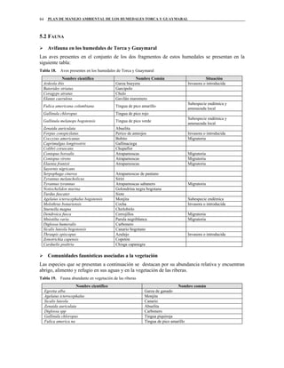 PLAN DE MANEJO AMBIENTAL DE LOS HUMEDALES TORCA Y GUAYMARAL84
5.2 FAUNA
Avifauna en los humedales de Torca y Guaymaral
Las aves presentes en el conjunto de los dos fragmentos de estos humedales se presentan en la
siguiente tabla:
Tabla 18. Aves presentes en los humedales de Torca y Guaymaral
Nombre científico Nombre Común Situación
Ardeola ibis Garza bueyera Invasora o introducida
Butorides striatus Garcipolo
Coragyps atratus Chulo
Elanus caeruleus Gavilán maromero
Fulica americana columbiana Tingua de pico amarillo
Subespecie endémica y
amenazada local
Gallinula chloropus Tingua de pico rojo
Gallinula melanops bogotensis Tingua de pico verde
Subespecie endémica y
amenazada local
Zenaida auriculata Abuelita
Forpus conspicilatus Perico de anteojos Invasora o introducida
Coccyzus americanus Bobito Migratoria
Caprimulgus longirostris Gallinaciega
Colibri coruscans Chupaflor
Contopus borealis Atrapamoscas Migratoria
Contopus virens Atrapamoscas Migratoria
Elaenia frantzii Atrapamoscas Migratoria
Sayornis nigricans
Serpophaga cinerea Atrapamoscas de pantano
Tyrannus melancholicus Siriri
Tyrannus tyrannus Atrapamoscas sabanero Migratoria
Notiochelidon murina Golondrina negra bogotana
Turdus fuscater Siote
Agelaius icterocephalus bogotensis Monjita Subespecie endémica
Molothrus bonariensis Cocha Invasora o introducida
Sturnella magna Chirlobirlo
Dendroica fusca Cerrojillos Migratoria
Mniotilta varia Parula negriblanca Migratoria
Diglossa humeralis Carbonero
Sicalis luteola bogotensis Canario bogotano
Thraupis episcopus Azulejo Invasora o introducida
Zonotrichia capensis Copetón
Carduelis psaltria Chisga capanegra
Comunidades faunísticas asociadas a la vegetación
Las especies que se presentan a continuación se destacan por su abundancia relativa y encuentran
abrigo, alimento y refugio en sus aguas y en la vegetación de las riberas.
Tabla 19. Fauna abundante en vegetación de las riberas
Nombre científico Nombre común
Egretta alba Garza de ganado
Agelaius icterocephalus Monjita
Sicalis luteola Canario
Zenaida auriculata Abuelita
Diglossa spp Carbonero
Gallinula chloropus Tingua piquiroja
Fulica america na Tingua de pico amarillo
 