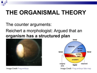 THE ORGANISMAL THEORY
The counter arguments:
Reichert a morphologist: Argued that an
organism has a structured plan
Image Credit Frog embryo Image Credit Frog embryo fate map
 