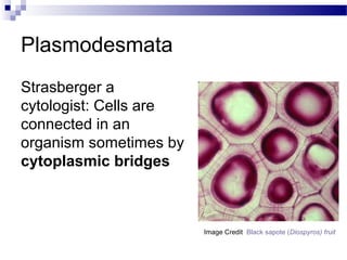 Plasmodesmata
Strasberger a
cytologist: Cells are
connected in an
organism sometimes by
cytoplasmic bridges
Image Credit Black sapote (Diospyros) fruit
 