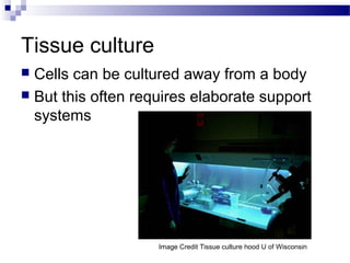 Tissue culture
 Cells can be cultured away from a body
 But this often requires elaborate support
systems
Image Credit Tissue culture hood U of Wisconsin
 