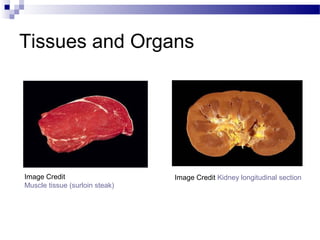 Tissues and Organs
Image Credit
Muscle tissue (surloin steak)
Image Credit Kidney longitudinal section
 