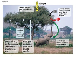 Animals eat
leaves and fruit
from the tree.
Leaves take in
carbon dioxide
from the air
and release
oxygen.
Sunlight
CO2
O2
Cycling
of
chemical
nutrients
Leaves fall to
the ground and
are decomposed
by organisms
that return
minerals to the
soil.
Water and
minerals in
the soil are
taken up by
the tree
through
its roots.
Leaves absorb
light energy from
the sun.
Figure 1.5
 