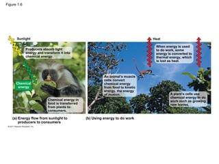 Figure 1.6
Heat
Producers absorb light
energy and transform it into
chemical energy.
Chemical
energy
Chemical energy in
food is transferred
from plants to
consumers.
(b) Using energy to do work
(a) Energy flow from sunlight to
producers to consumers
Sunlight
An animal’s muscle
cells convert
chemical energy
from food to kinetic
energy, the energy
of motion.
When energy is used
to do work, some
energy is converted to
thermal energy, which
is lost as heat.
A plant’s cells use
chemical energy to do
work such as growing
new leaves.
 