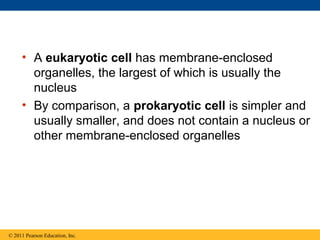 • A eukaryotic cell has membrane-enclosed
organelles, the largest of which is usually the
nucleus
• By comparison, a prokaryotic cell is simpler and
usually smaller, and does not contain a nucleus or
other membrane-enclosed organelles
© 2011 Pearson Education, Inc.
 