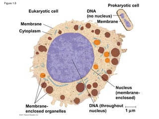 Eukaryotic cell
Prokaryotic cell
Cytoplasm
DNA
(no nucleus)
Membrane
Nucleus
(membrane-
enclosed)
Membrane
Membrane-
enclosed organelles
DNA (throughout
nucleus) 1 µm
Figure 1.8
 