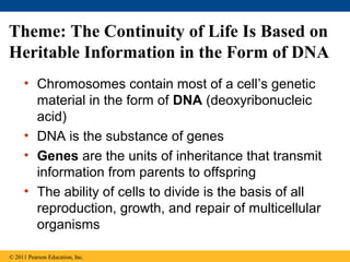 Theme: The Continuity of Life Is Based on
Heritable Information in the Form of DNA
• Chromosomes contain most of a cell’s genetic
material in the form of DNA (deoxyribonucleic
acid)
• DNA is the substance of genes
• Genes are the units of inheritance that transmit
information from parents to offspring
• The ability of cells to divide is the basis of all
reproduction, growth, and repair of multicellular
organisms
© 2011 Pearson Education, Inc.
 
