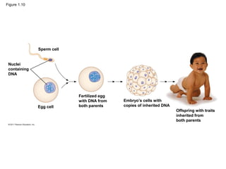 Figure 1.10
Sperm cell
Nuclei
containing
DNA
Egg cell
Fertilized egg
with DNA from
both parents
Embryo’s cells with
copies of inherited DNA
Offspring with traits
inherited from
both parents
 