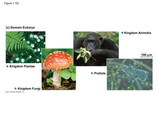 Figure 1.15c
(c) Domain Eukarya
100 µm
Kingdom Plantae
Kingdom Fungi
Protists
Kingdom Animalia
 