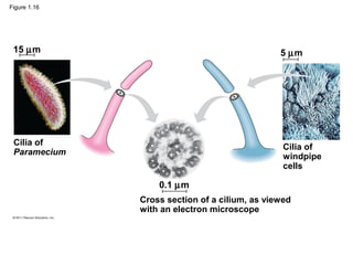 Figure 1.16
Cilia of
Paramecium
15 µm
Cross section of a cilium, as viewed
with an electron microscope
0.1 µm
Cilia of
windpipe
cells
5 µm
 