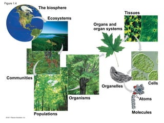 The biosphere
Ecosystems
Tissues
Organs and
organ systems
Communities
Populations
Organisms
Organelles
Cells
Atoms
Molecules
Figure 1.4
 