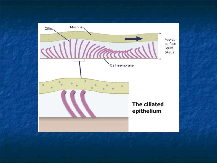 01 The Respiratory System