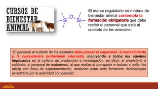 “El personal al cuidado de los animales debe poseer la capacidad, el conocimiento
y la competencia profesional adecuada, incluyendo a todos los agentes
implicados en la cadena de producción e investigación, es decir, al propietario o
cuidador, al personal de mataderos, al que realiza el transporte e incluso a quién los
utiliza con fines de experimentación, debiendo estar esta formación debidamente
acreditada por la autoridad competente”.
El marco regulatorio en materia de
bienestar animal contempla la
que debe
recibir el personal que está al
cuidado de los animales:
 
