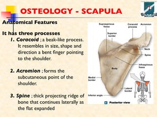 GROSS ANATOMY OF HUMAN UPPER LIMB WITH INNERVATIONS | PDF