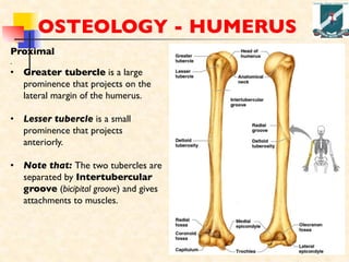 GROSS ANATOMY OF HUMAN UPPER LIMB WITH INNERVATIONS | PDF