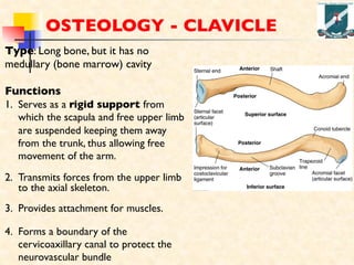 GROSS ANATOMY OF HUMAN UPPER LIMB WITH INNERVATIONS | PDF