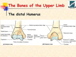 Distaler GROSS ANATOMY OF HUMAN UPPER LIMB WITH INNERVATIONS | PDF