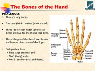 GROSS ANATOMY OF HUMAN UPPER LIMB WITH INNERVATIONS | PDF