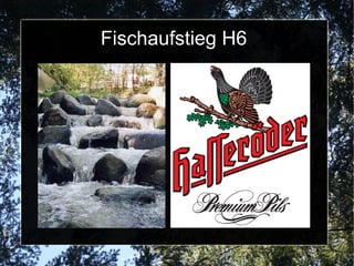 Fischaufstieg H6
 