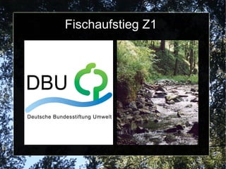 Fischaufstieg Z1
 