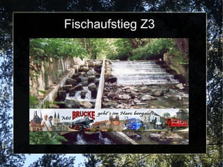 Fischaufstieg Z3
 