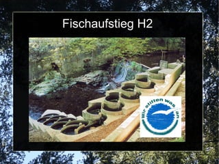 Fischaufstieg H2
 
