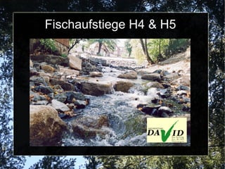 Fischaufstiege H4 & H5
 