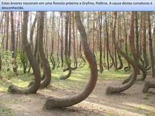 Estas árvores nasceram em uma floresta próxima a Gryfino, Polônia. A causa destas curvaturas é
desconhecida.
 