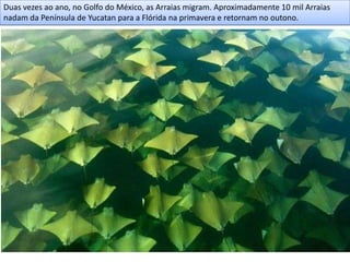 Duas vezes ao ano, no Golfo do México, as Arraias migram. Aproximadamente 10 mil Arraias
nadam da Península de Yucatan para a Flórida na primavera e retornam no outono.
 
