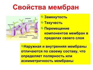 Свойства мембран
             Замкнутость
             Текучесть
             Перемещение
             компонентов мембран в
             пределах своего слоя

   Наружная и внутренняя мембраны
  отличаются по своему составу, что
  определяет полярность или
  асимметричность мембраны
 