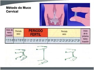 Método do Muco
Cervical

 