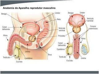 Anatomia do Aparelho reprodutor masculino

 