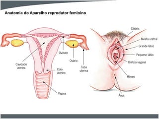 Anatomia do Aparelho reprodutor feminino

 