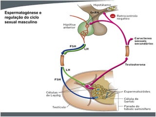 Espermatogénese e
regulação do ciclo
sexual masculino

 