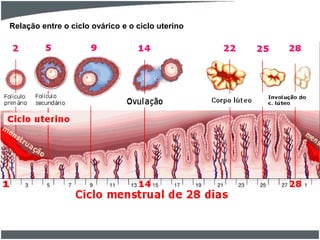 Relação entre o ciclo ovárico e o ciclo uterino

 