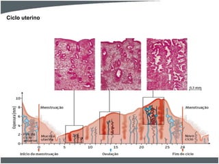 Ciclo uterino

 