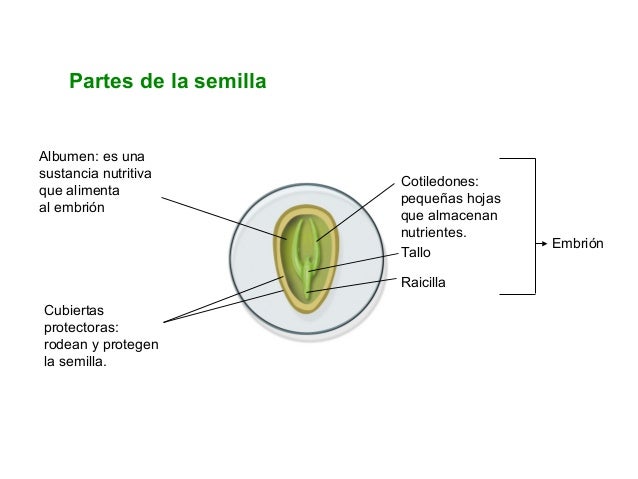 Capa De La Semilla De Las Plantas Espermatofitas